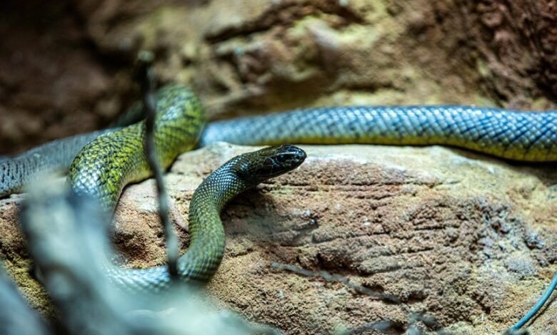 giant serpent stretches endlessly