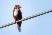 public complaint about calls